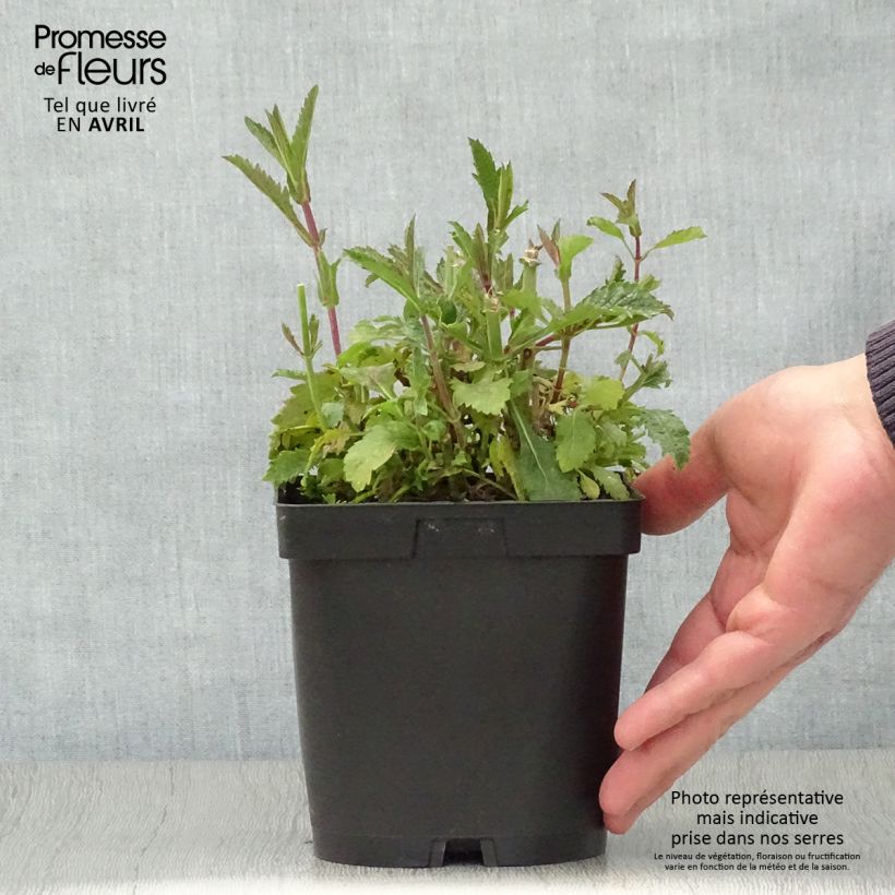 Example of Jättiverbena - Verbena bonariensis Pot de 2L/3L as you get in printemps