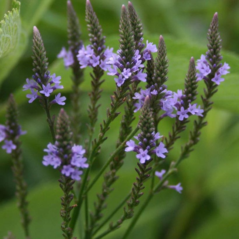 Tähkäverbena - Verbena hastata (Kukinta)