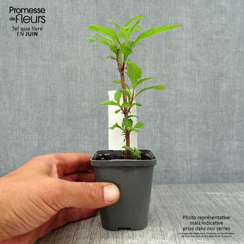 Esimerkki kesällä toimitetusta Tähkäverbena Blue Spires 8/9 cm taimiruukku-taimesta