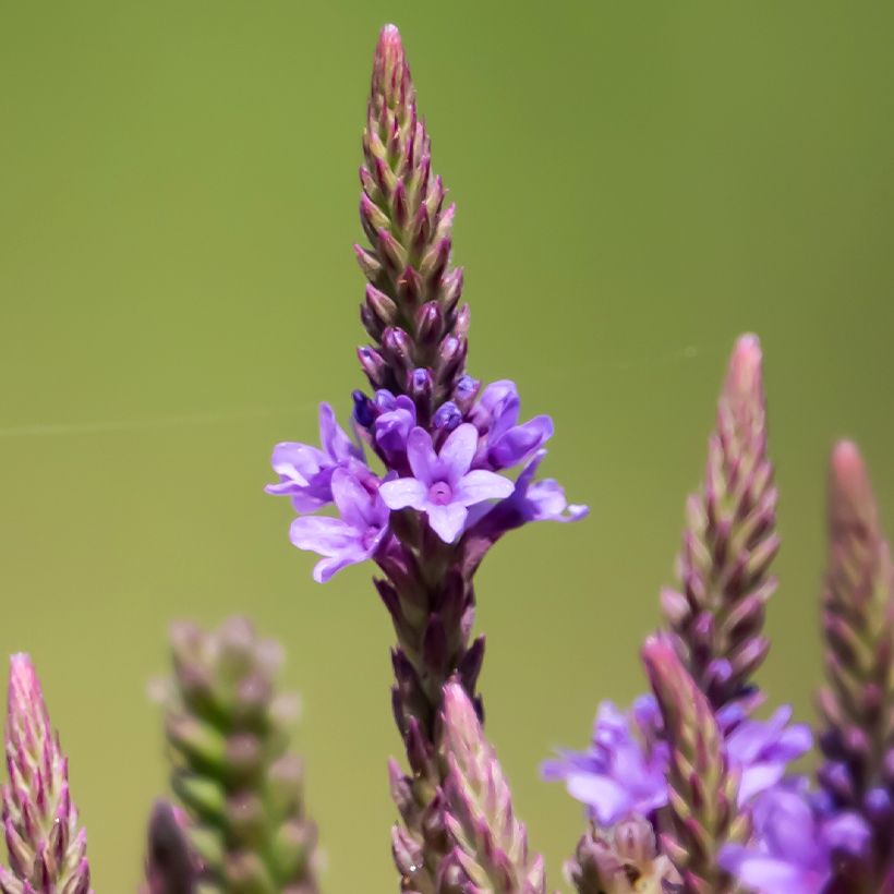 Tähkäverbena Blue Spires (Kukinta)