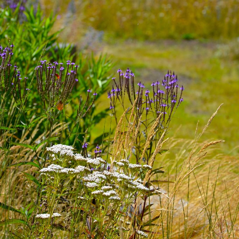 Tähkäverbena Blue Spires (Kasvutapa)