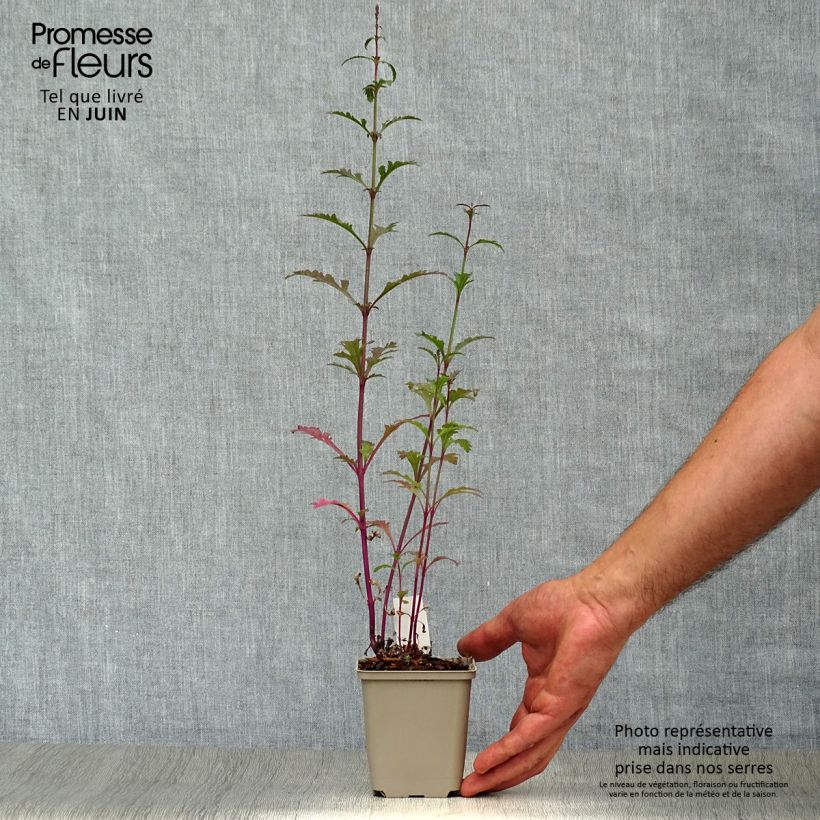 Esimerkki kesällä toimitetusta Rohtoverbena Bampton 8/9 cm taimiruukku-taimesta