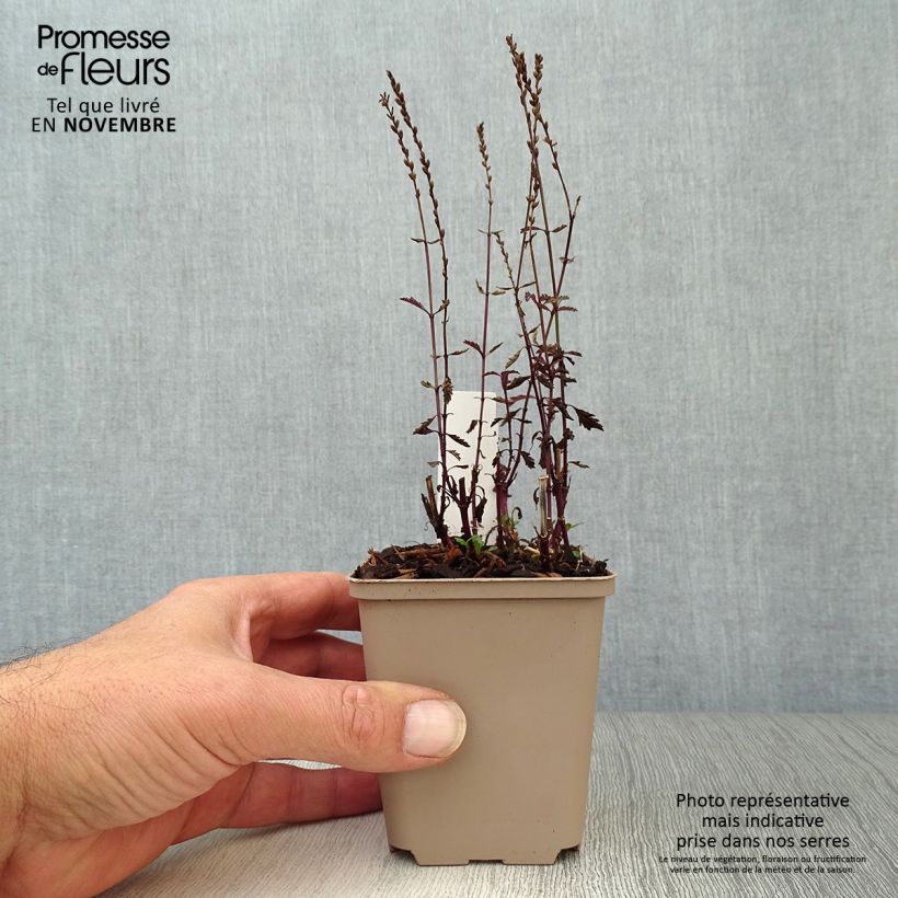 Esimerkki syksyllä toimitetusta Rohtoverbena Bampton 8/9 cm taimiruukku-taimesta