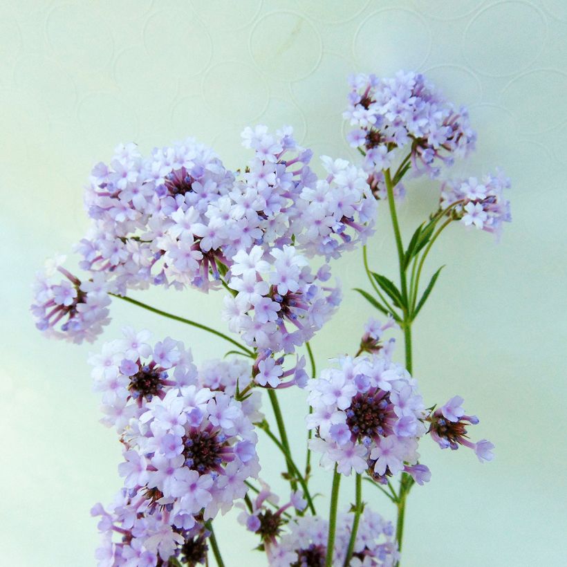 Siniverbena Polaris (Kukinta)