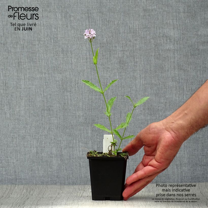 Esimerkki kesällä toimitetusta Siniverbena Polaris Godet de 8/9 cm-taimesta