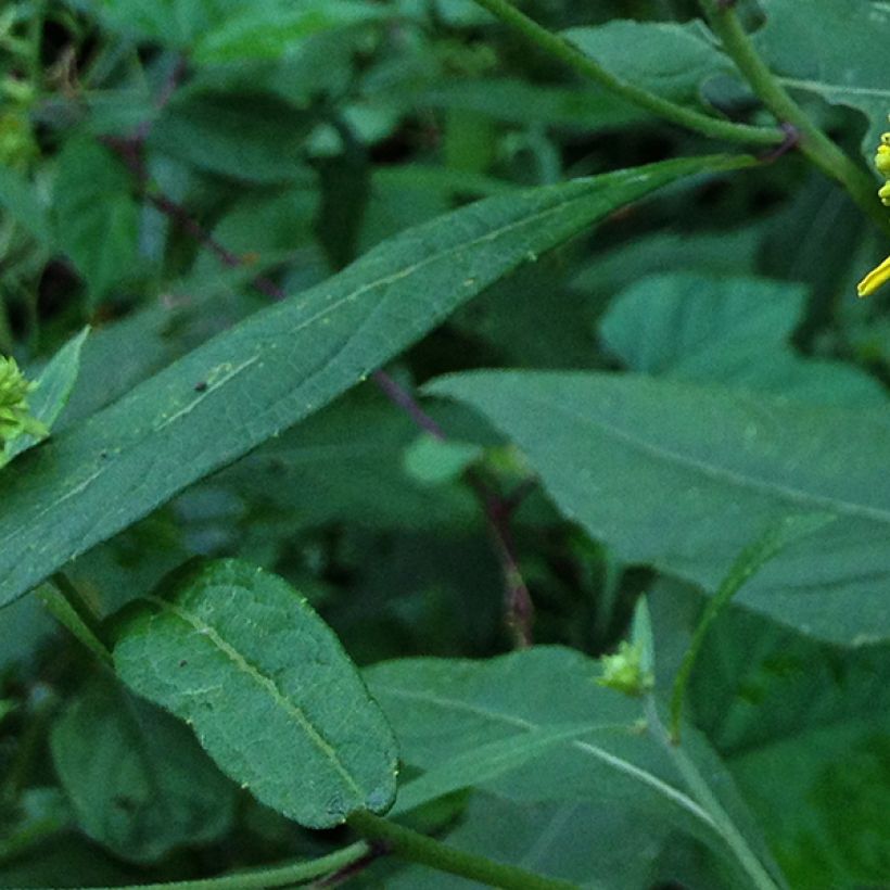 Helosätee - Verbesina alternifolia (Lehvistö)