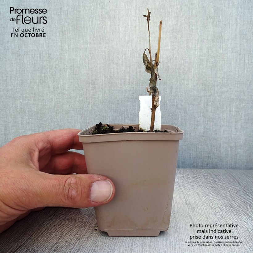 Esimerkki syksyllä toimitetusta Helosätee - Verbesina alternifolia 8/9 cm taimiruukku-taimesta