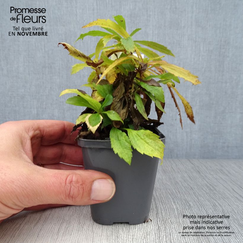 Esimerkki syksyllä toimitetusta Kanadanpiisku - Solidago canadensis 7/8 cm taimiruukku-taimesta