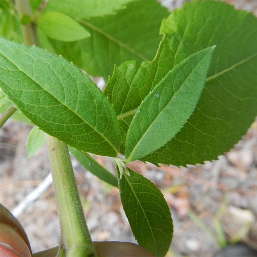 Vernonia baldwinii (Lehvistö)