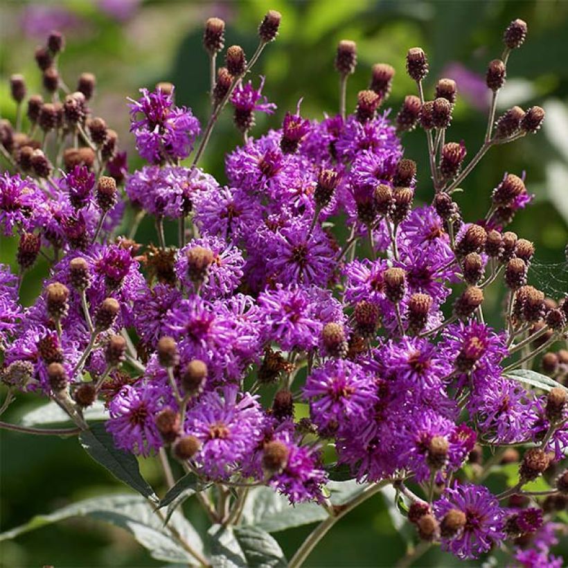 Vernonia baldwinii (Kukinta)