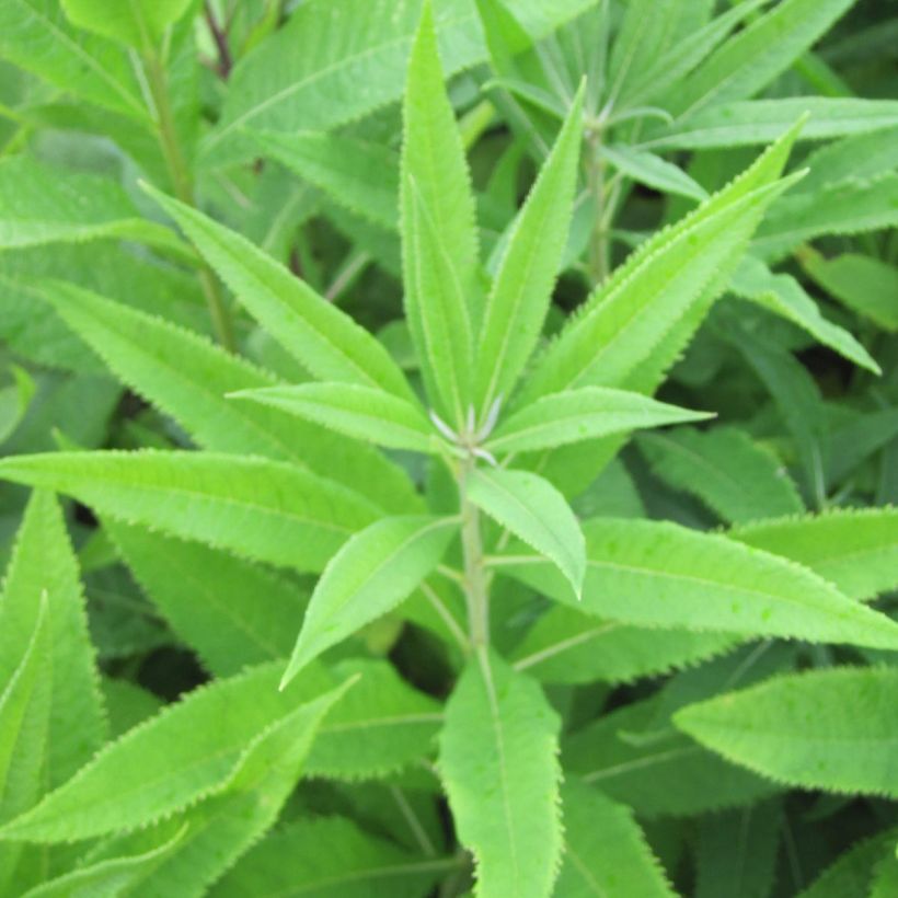 Vernonia crinita var. alba (Lehvistö)