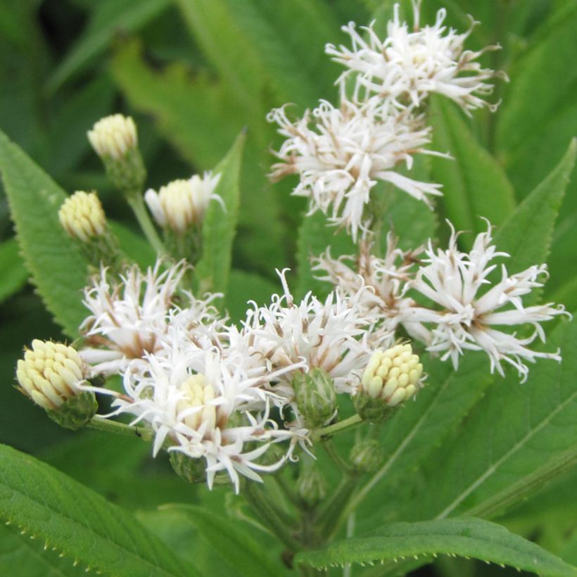 Vernonia crinita var. alba (Kukinta)
