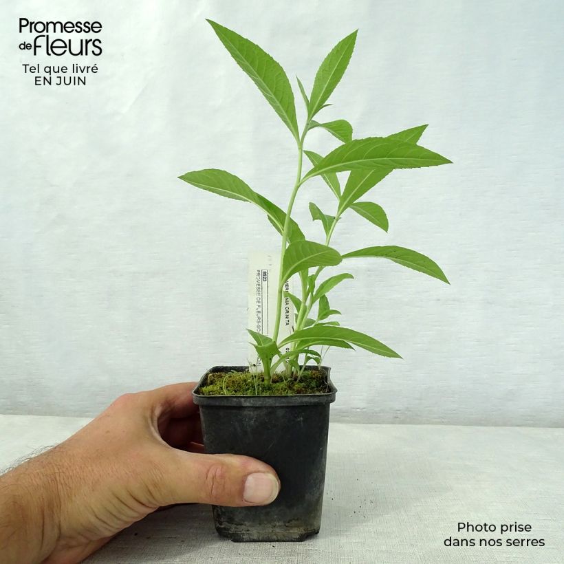 Esimerkki kesällä toimitetusta Vernonia crinita Vernonia crinita Taimiruukku 8/9 cm-taimesta