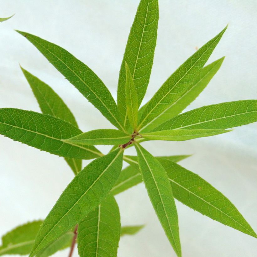 Vernonia crinita Mammuth (Lehvistö)