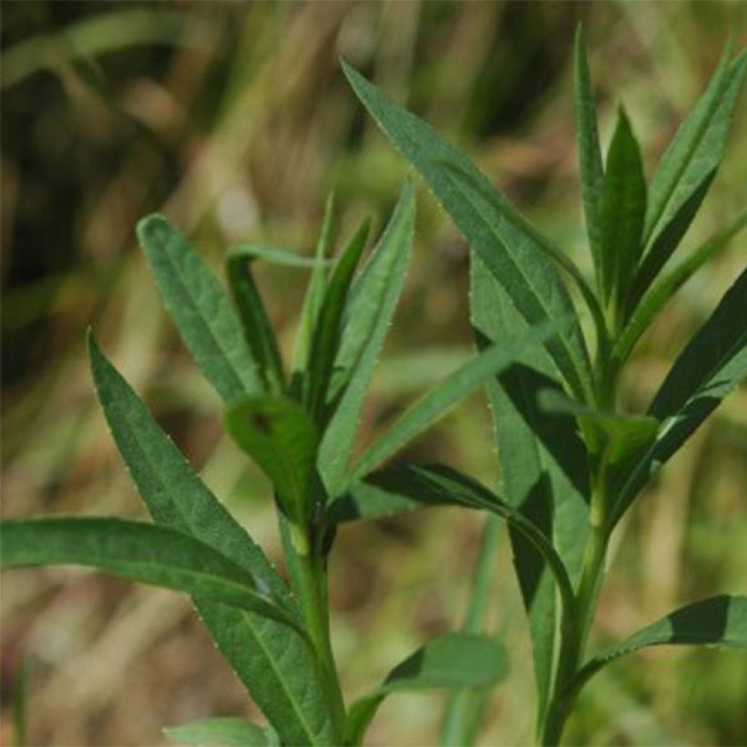 Vernonia fasciculata (Lehvistö)