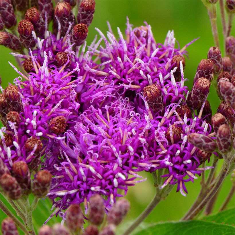 Vernonia fasciculata (Kukinta)