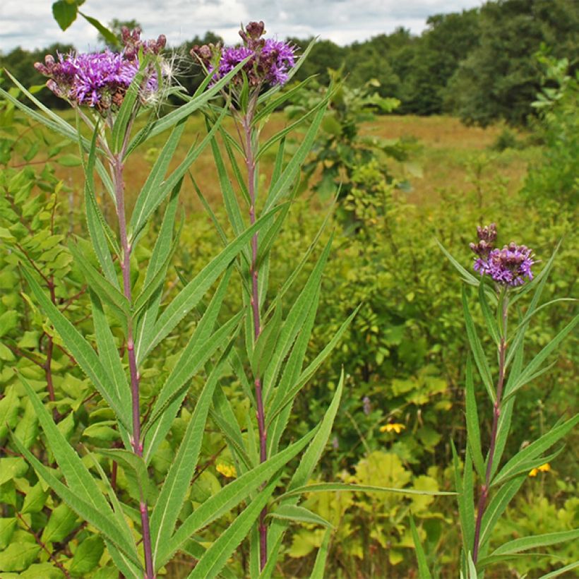 Vernonia fasciculata (Kasvutapa)