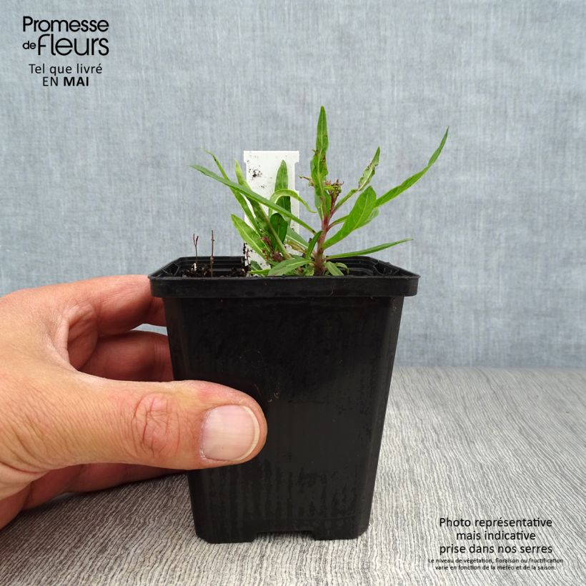 Esimerkki keväällä toimitetusta Vernonia lettermannii Godet de 8/9 cm-taimesta