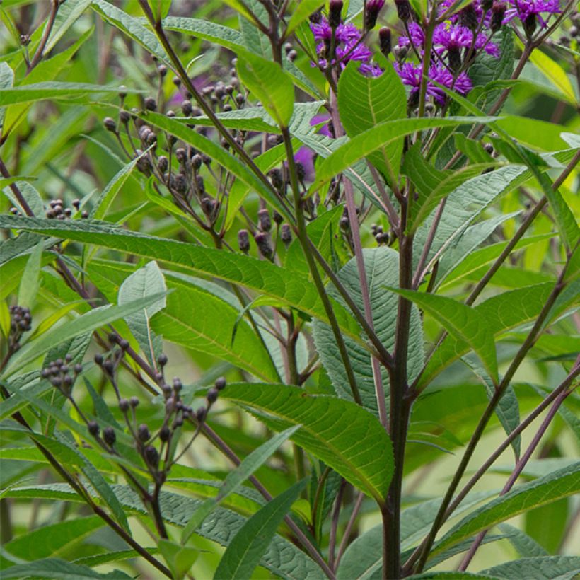 Vernonia noveboracensis (Lehvistö)