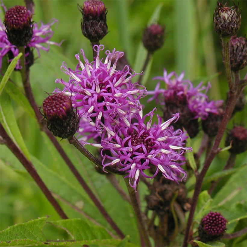 Vernonia noveboracensis (Kukinta)