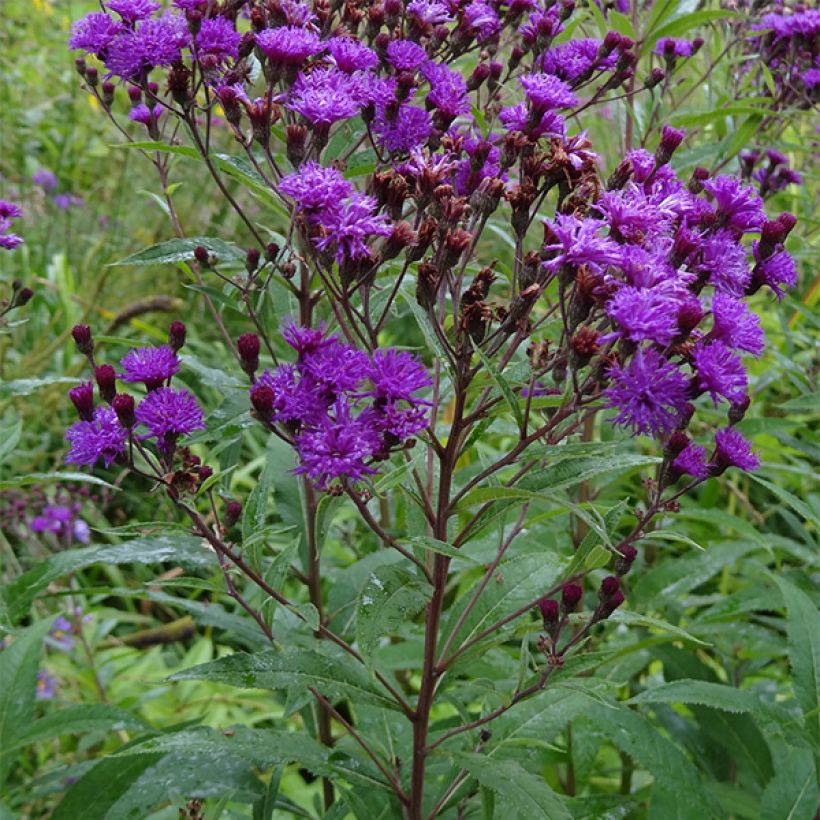 Vernonia noveboracensis (Kasvutapa)