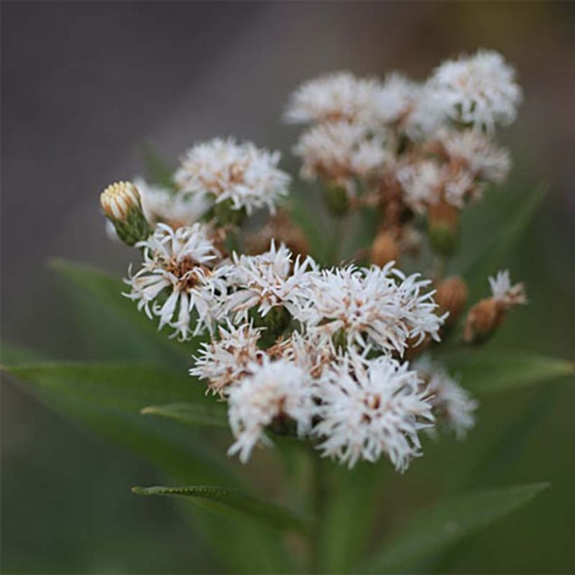 Vernonia noveboracensis White Lightning (Kukinta)