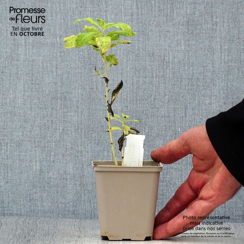 Esimerkki syksyllä toimitetusta Vernonia noveboracensis White Lightning 8/9 cm taimiruukku-taimesta