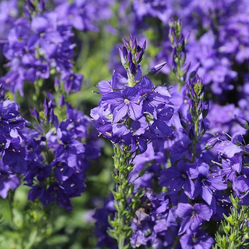 Kampatädyke Knallblau (Kukinta)