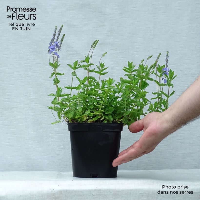 Esimerkki kesällä toimitetusta Kampatädyke Royal Blue Ruukku 2L / 3L-taimesta