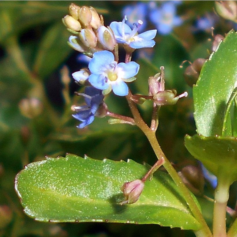 Ojatädyke - Veronica beccabunga (Kukinta)