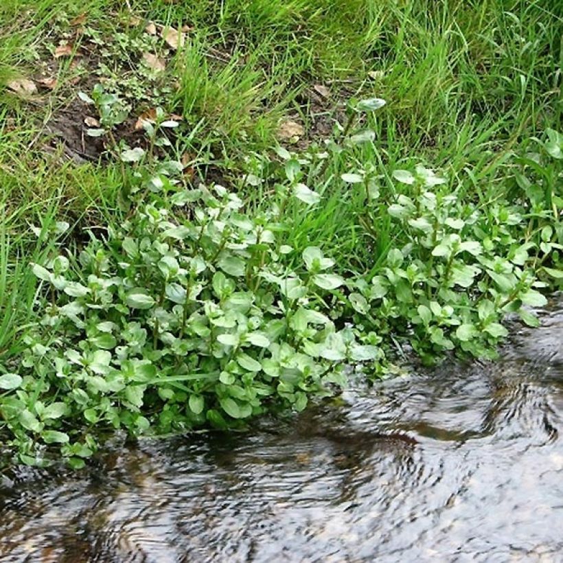 Ojatädyke - Veronica beccabunga (Kasvutapa)