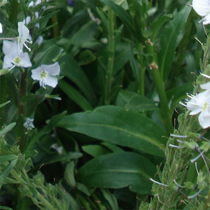 Unelmatädyke - Veronica gentianoides (Lehvistö)