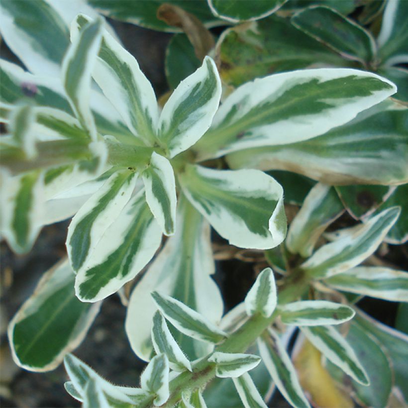 Unelmatädyke Variegata (Lehvistö)