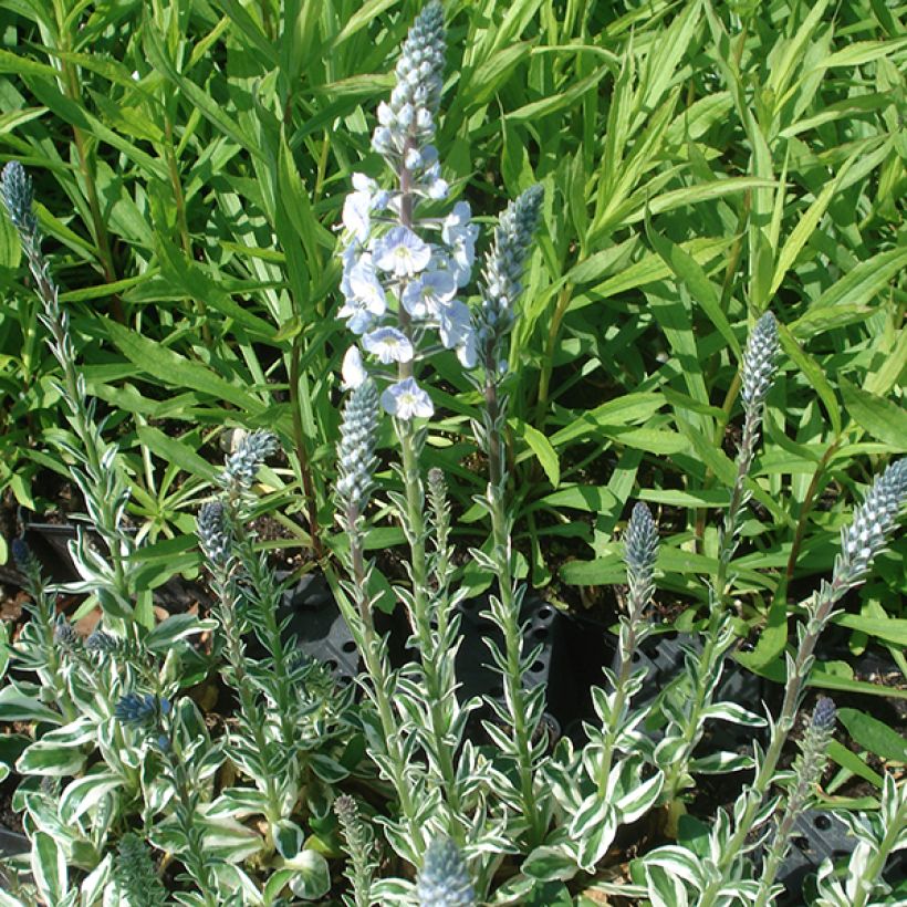 Unelmatädyke Variegata (Kasvutapa)
