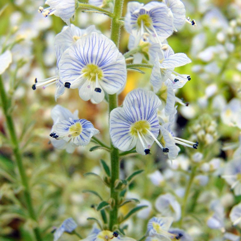 Unelmatädyke Variegata (Kukinta)