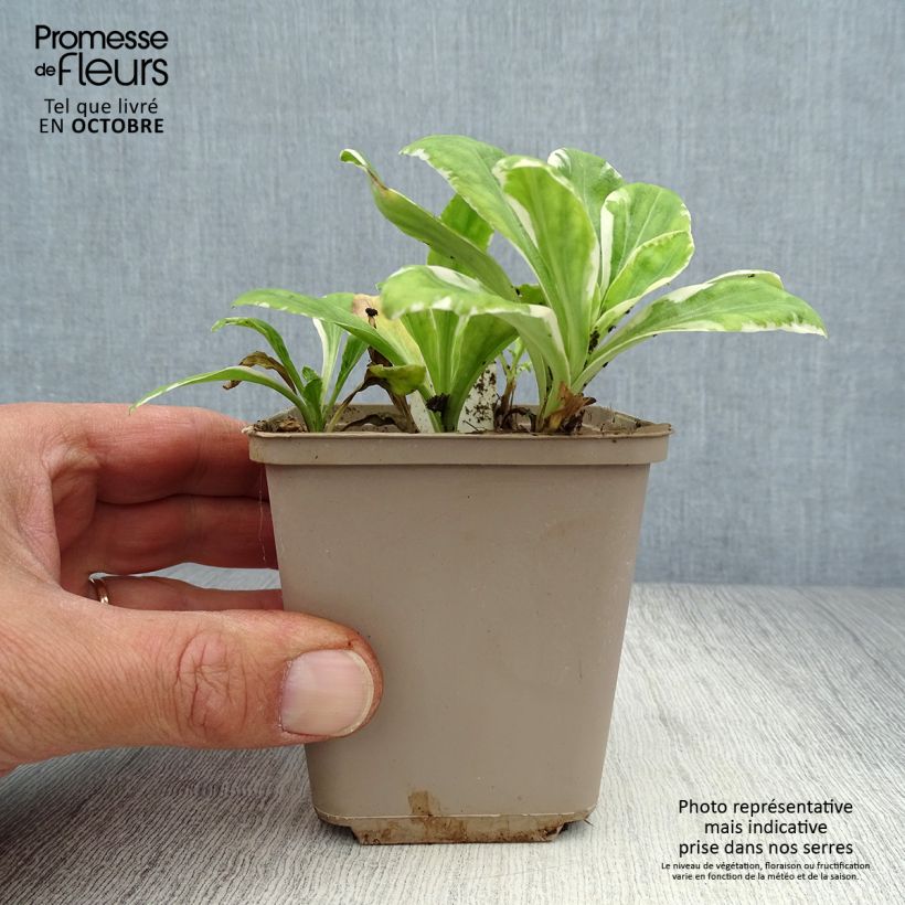 Esimerkki syksyllä toimitetusta Unelmatädyke Variegata 8/9 cm taimiruukku-taimesta