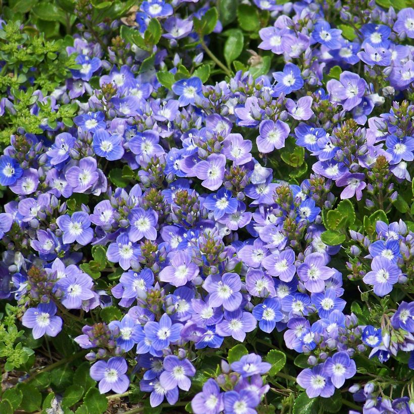 Tädykkee - Veronica liwanensis (Kukinta)