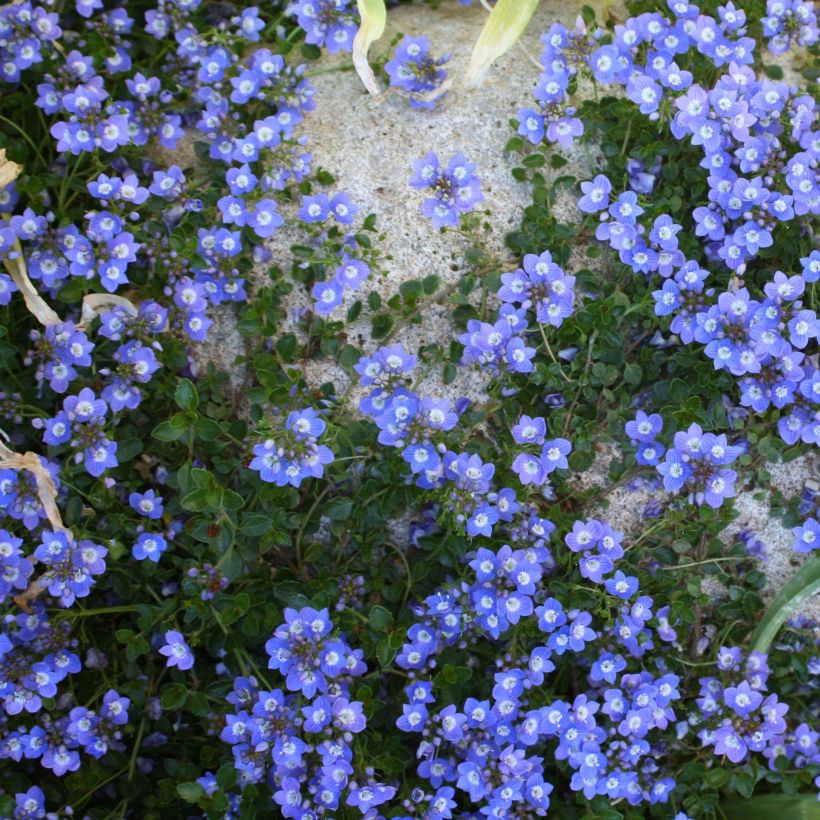 Tädykkee - Veronica liwanensis (Kasvutapa)
