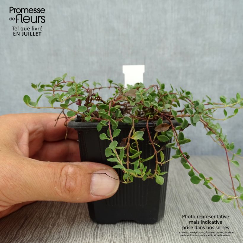 Esimerkki kesällä toimitetusta Tädykkee - Veronica liwanensis Taimiruukku 8/9 cm-taimesta