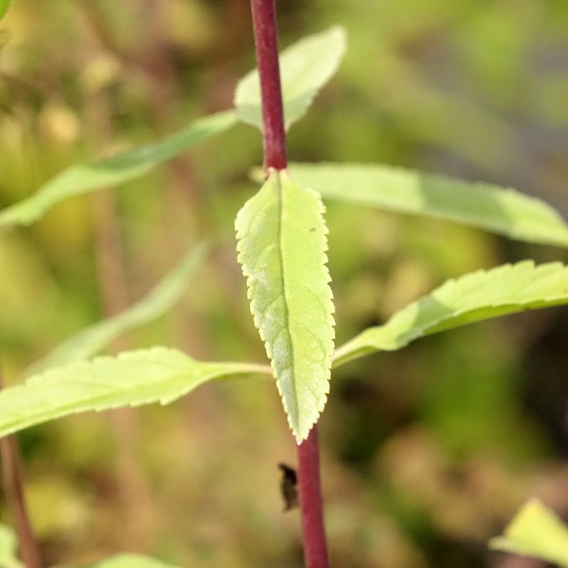 Rantatädyke First Glory (Lehvistö)