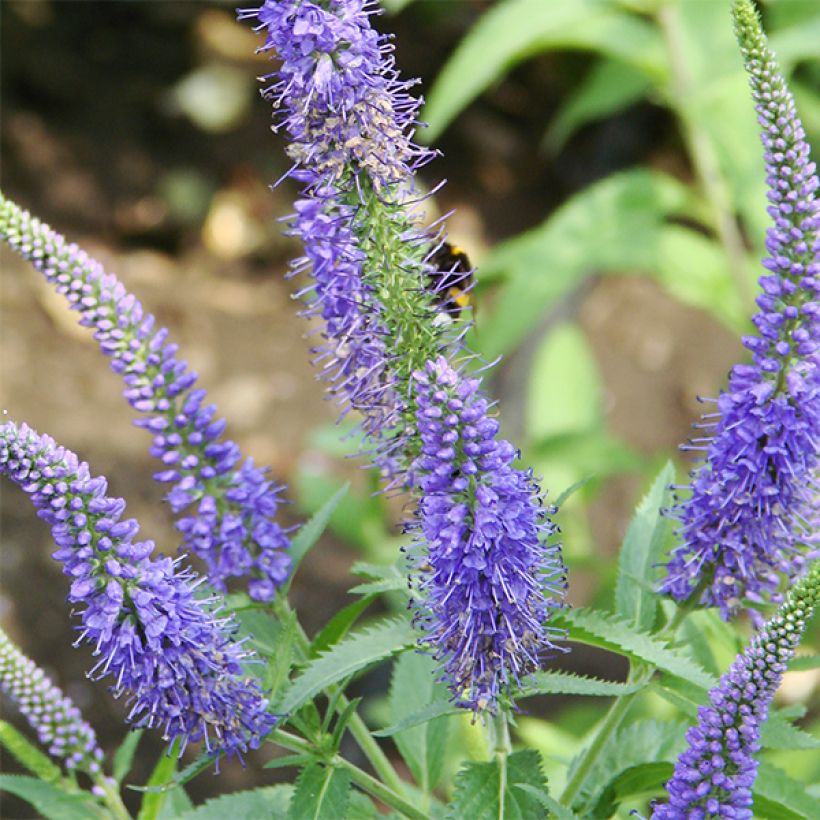 Rantatädyke Marietta (Kukinta)
