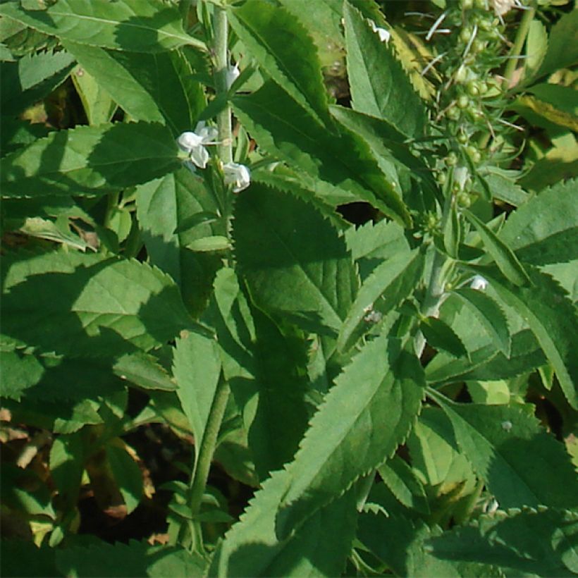 Rantatädyke Schneeriesin (Lehvistö)