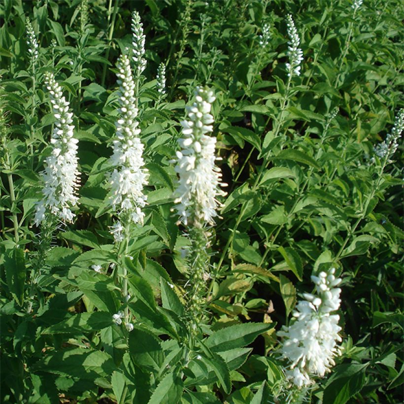 Rantatädyke Schneeriesin (Kasvutapa)
