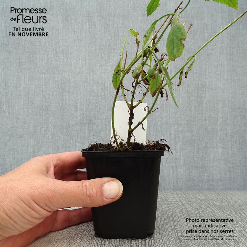 Esimerkki syksyllä toimitetusta Rantatädyke Schneeriesin 8/9 cm taimiruukku-taimesta