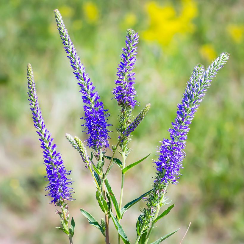 Rantatädyke - Veronica longifolia (Kukinta)