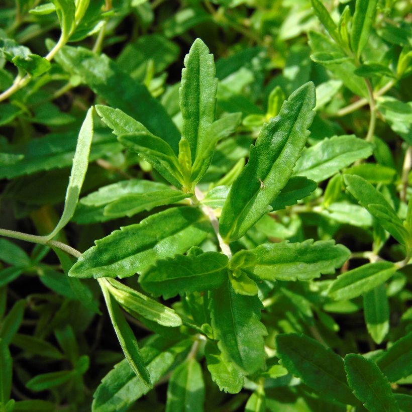 Mätästädyke Alba (Lehvistö)