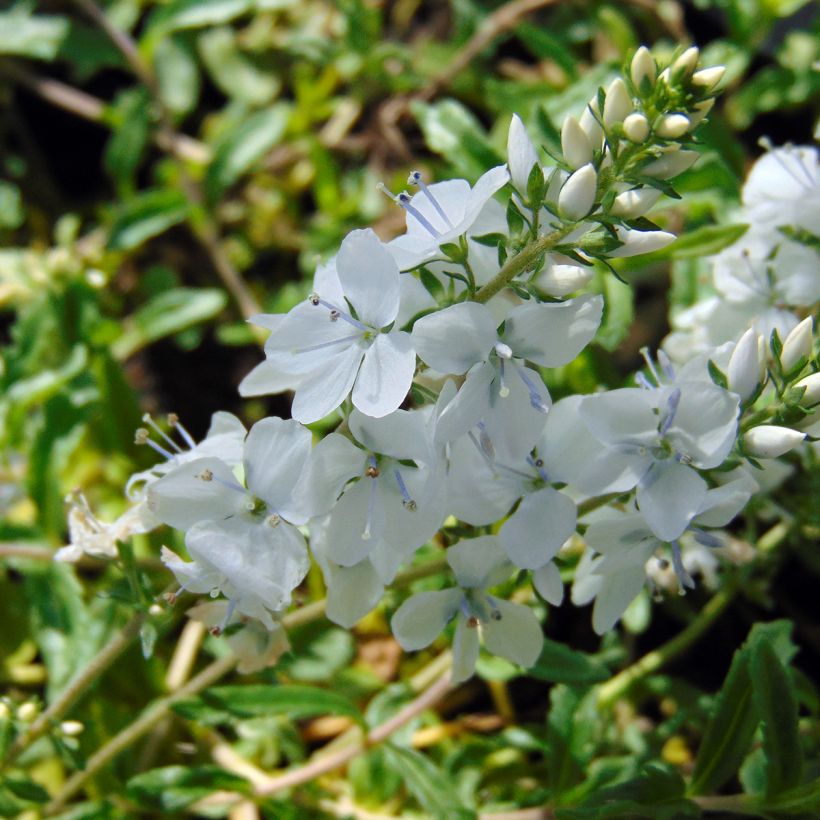 Mätästädyke Alba (Kukinta)