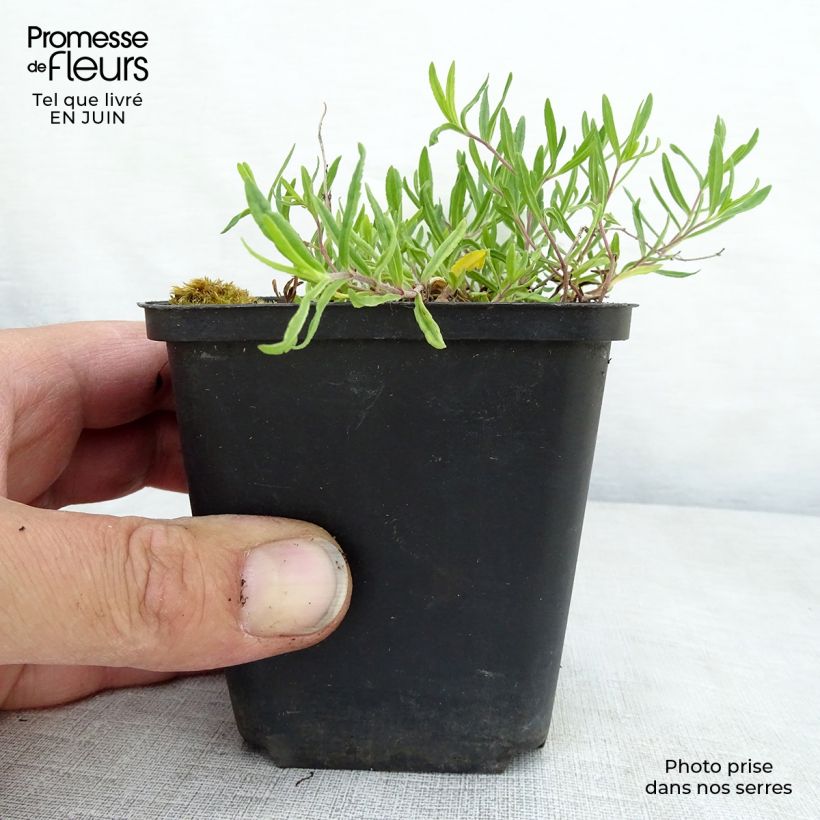 Esimerkki kesällä toimitetusta Mätästädyke Mrs Holt Taimiruukku 8/9 cm-taimesta