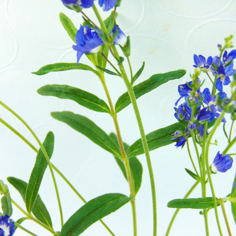 Mätästädyke - Veronica prostrata (Lehvistö)