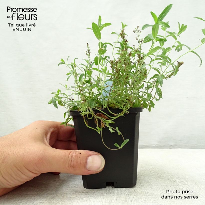 Esimerkki kesällä toimitetusta Mätästädyke - Veronica prostrata Taimiruukku 8/9 cm-taimesta